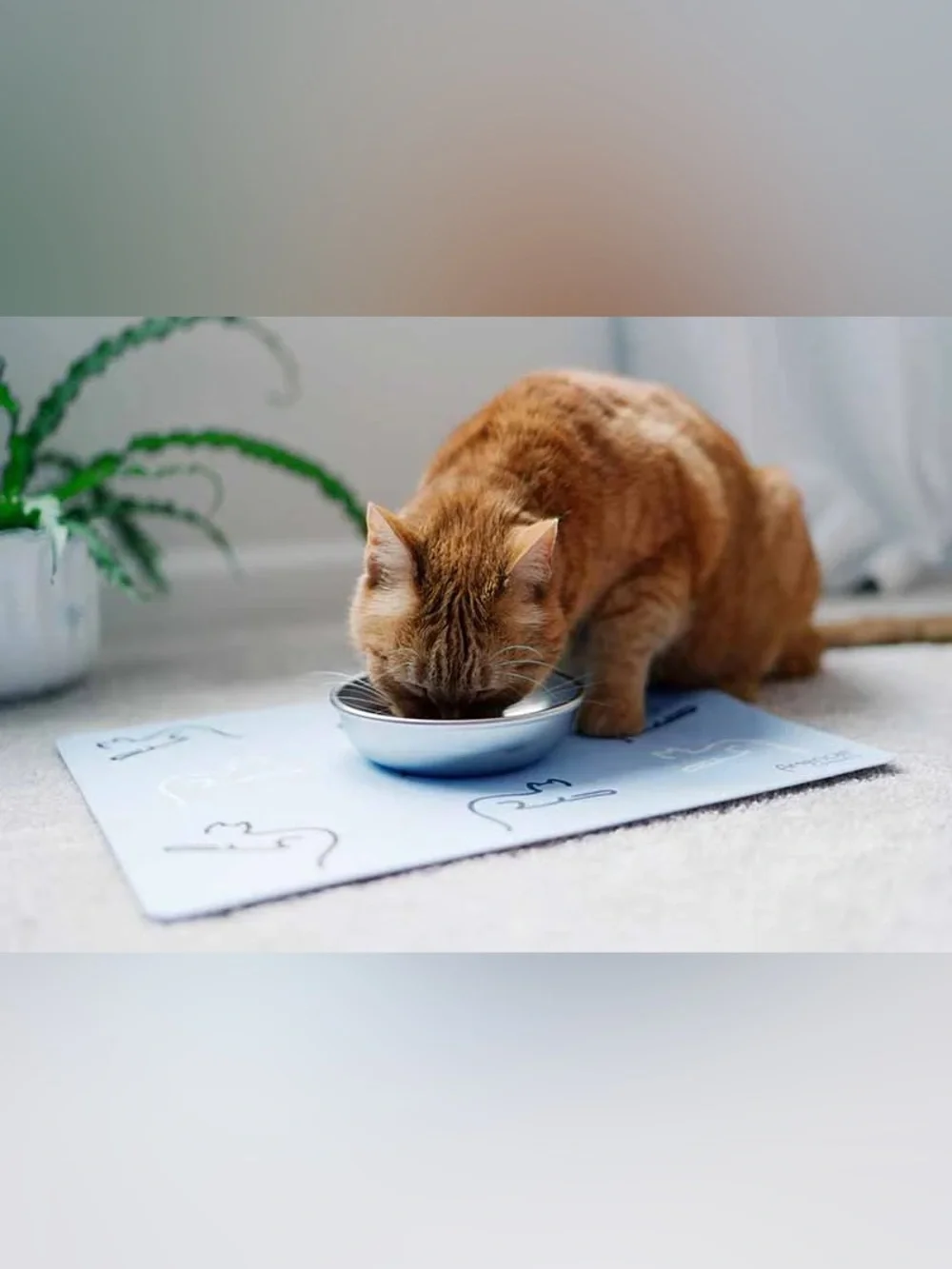 Americat Company 18/8 Stainless Steel Cat Bowls Set
